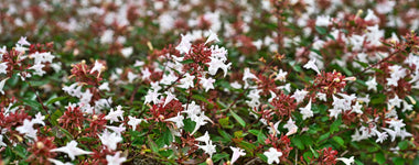 How To Care For Abelia Shrubs