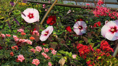 Woodie's Picks: Late Summer Blooming Favorites