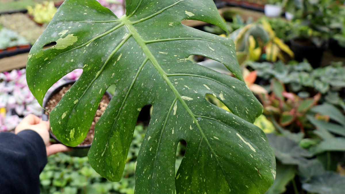 What Does 'Variegated' Foliage Mean?