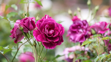 Woodies Picks: Four Rose Favorites for Multi-Season Interest