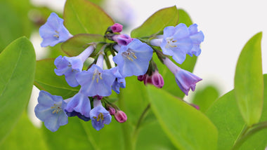 Bloom Calendar for Flowering Trees, Shrubs, Perennials & More!