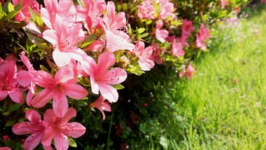 How to Use Encore Azaleas in Your Landscaping