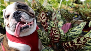 Pet Safe Indoor Plants for Your Home