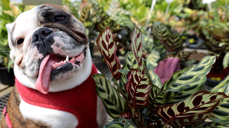 Pet Safe Indoor Plants for Your Home
