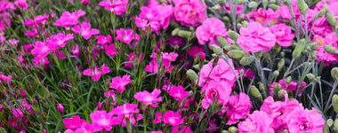 How To Grow Dianthus