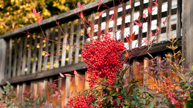 7 Low-Maintenance Shrubs for Sensational Fall Color