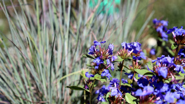 Perfect Perennial Pairings For Fall