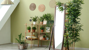 6 Best Plants To Elevate Your Feng Shui