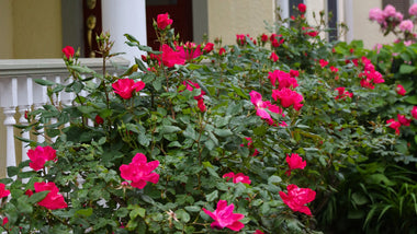 Why We Love Landscaping With Drift® Roses
