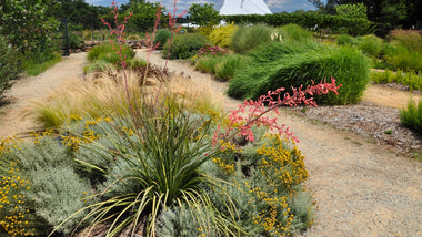 Woodie's Picks: Unique Plants To Enhance Your Outdoor Space