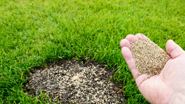 The Basics of Fall Lawn Renovation