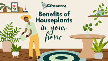 Benefits of Houseplants in Your Home