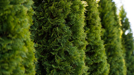 The Best Way to Create Privacy in Your Yard