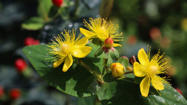 6 Reasons To Love St. John’s Wort Shrubs