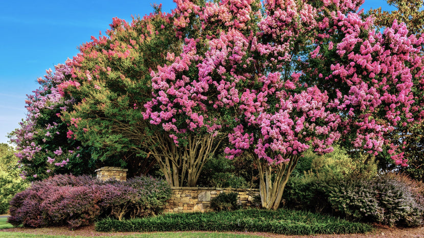 Embracing the Timeless Beauty of Crape Myrtles