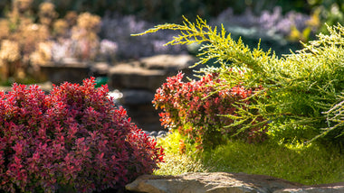 Early Fall Color For Your Yard