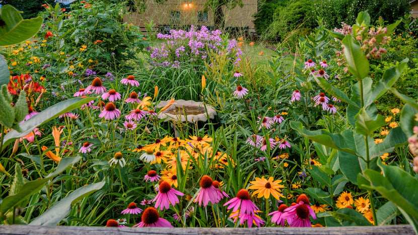 The 10 Best Plants that Thrive in August