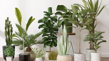 Clean Air Plants To Combat Air Pollution Amid Wildfire Smoke