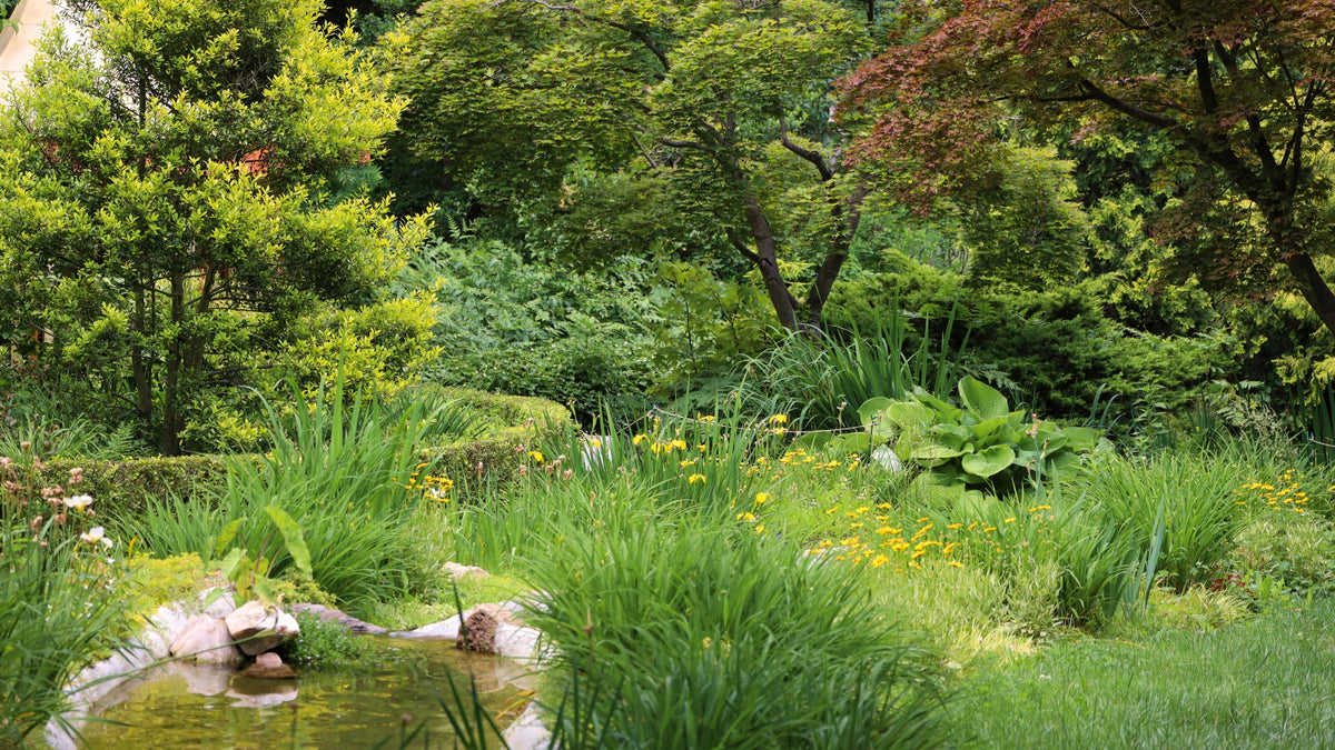 Creating a Woodland Garden Using Native Plants | Garden Goods Direct
