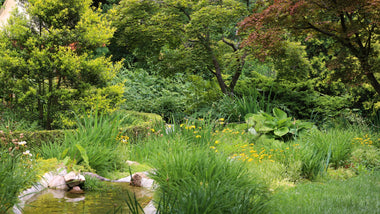 Creating a Woodland Garden Using Native Plants