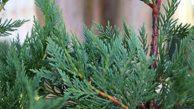 Reasons To Love Leyland Cypress