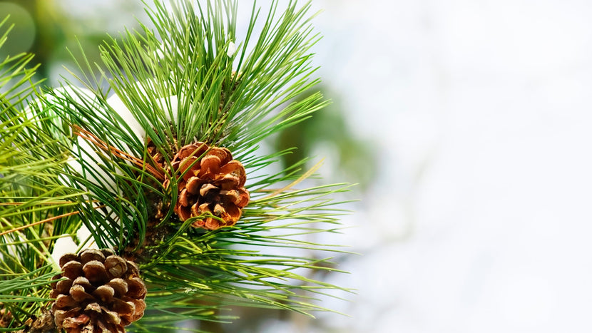 5 Reasons To Plant Pine Trees