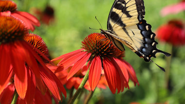 Echinacea in the Landscape: <br>A Vibrant Tapestry of Color & Conservation