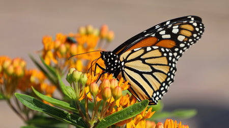 What's Happening To The Monarch Butterflies