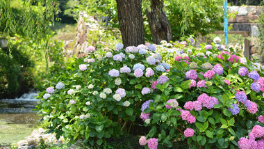 Exploring the Beauty of Hydrangea macrophylla Varieties