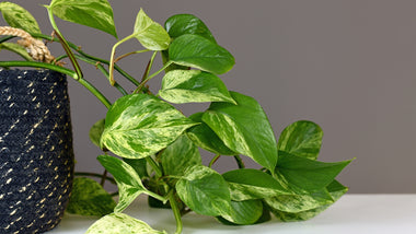 Broad Versatility of Pothos Plants & Their Ability To Elevate Any Space
