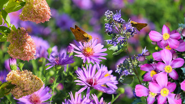 Woodie’s Picks: Five Magnificent Early Fall Bloomers