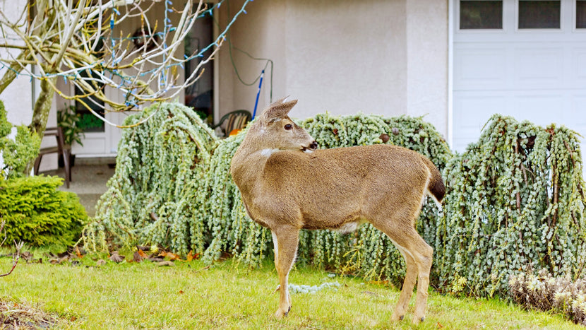 3 Factors That Contribute to Deer-Resistance in Shrubs