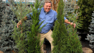 Woodie's Top 4 Choices for Fast-Growing Privacy Trees