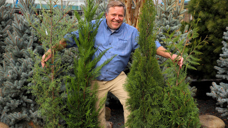 Woodie's Top 4 Choices for Fast-Growing Privacy Trees