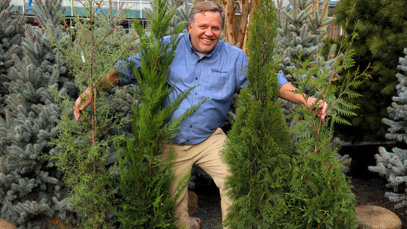 Woodie's Top 4 Choices for Fast-Growing Privacy Trees
