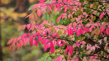 Woodie's Picks: Deciduous Favorites To Plant Now For A Vibrant Landscape Later