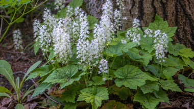 The Enchanting World of Tiarella Plants