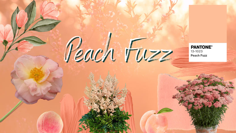 2024 Pantone Color Of The Year In Your Garden