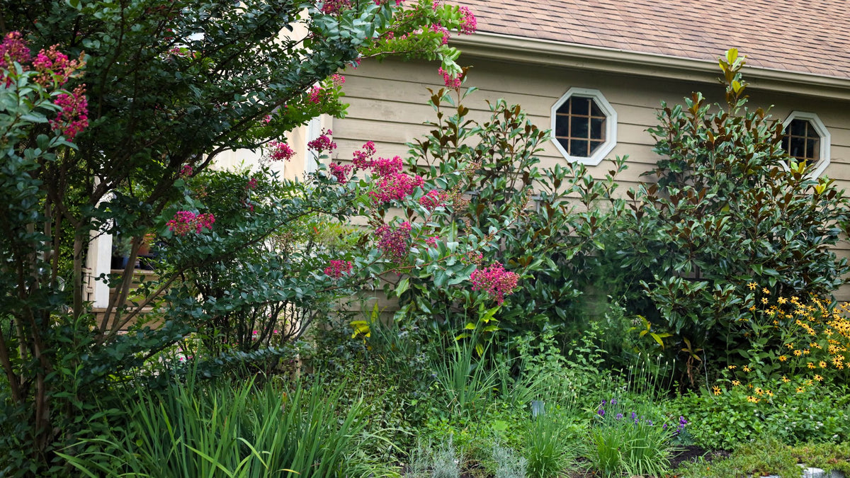 Unconventional Plants for Privacy Screens | Garden Goods Direct