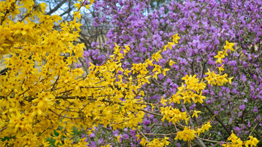 Exploring the Best Spring-Blooming Shrubs for Your Landscape