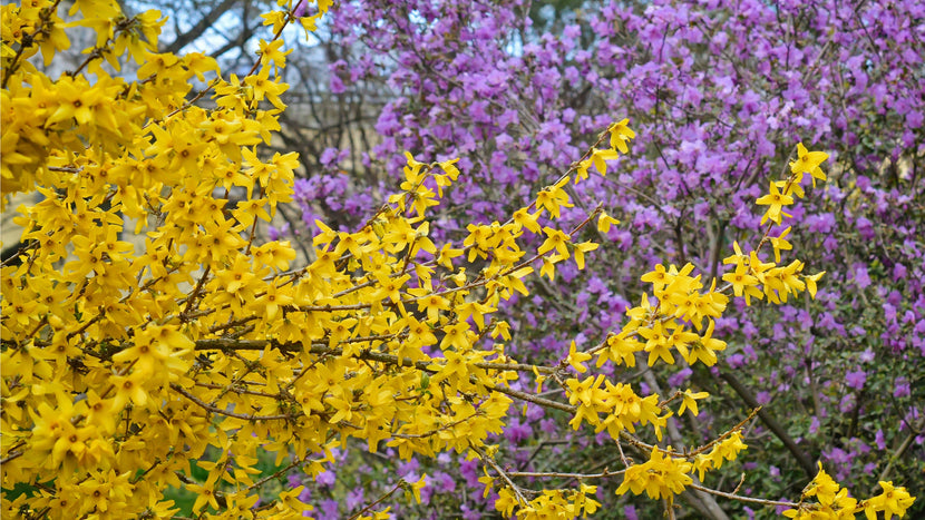 Exploring the Best Spring-Blooming Shrubs for Your Landscape