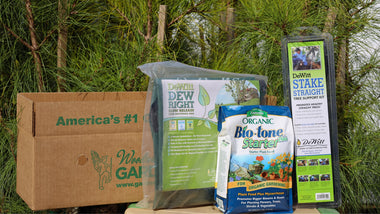 Maximizing Tree Health: The Role of Fertilizers & Tree Stakes