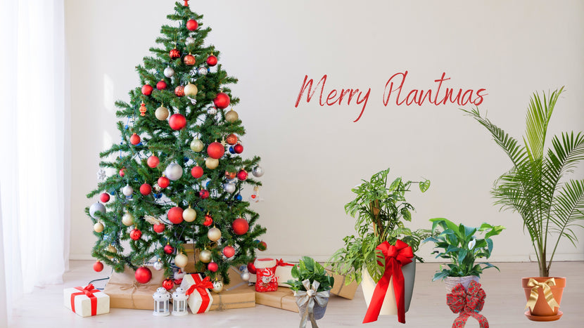 Woodie's Picks: Four Houseplants That Make Great Gifts