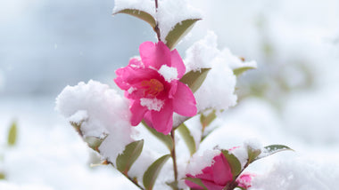 Woodie’s Picks: Late-Season Bloomers To Brighten Up Your Winter Space
