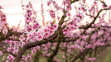 The Incredible Impact of Growing Peach Trees at Home
