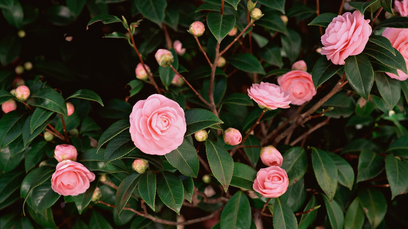How To Grow Camellia Shrubs