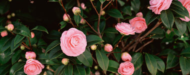 How To Grow Camellia Shrubs