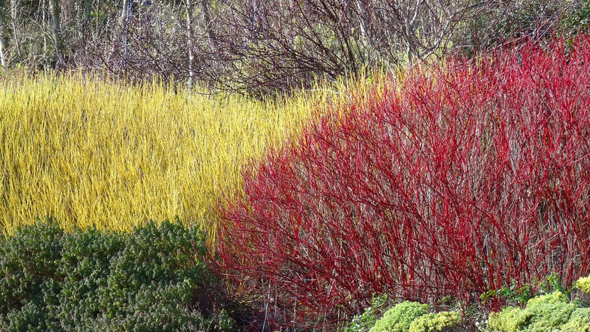 Planting Dogwood Bushes in the Garden