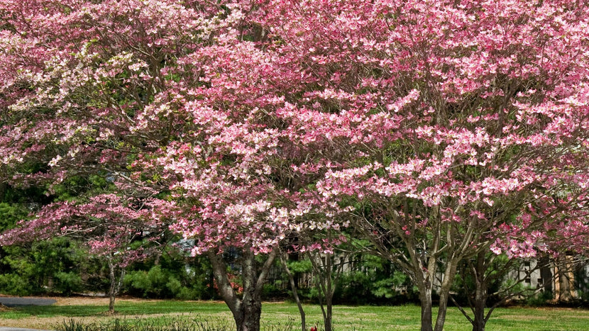 Planting Dogwood Trees in the Garden