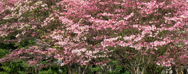 Planting Dogwood Trees in the Garden